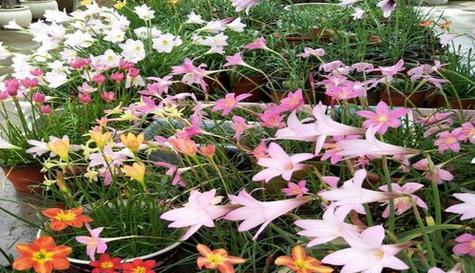风雨兰的花期和品种特点（探秘风雨兰的美丽和神秘）