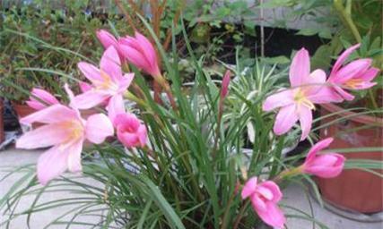 风雨兰的花期和品种特点（探秘风雨兰的美丽和神秘）