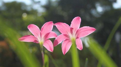 风雨兰的花语（永远不放弃的坚强意志）