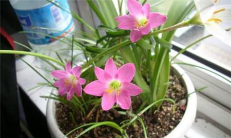 风雨兰在冬天开花（冬季盛开的神奇花卉）