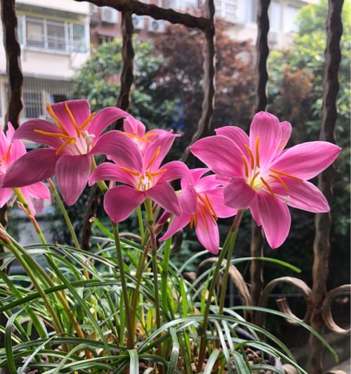 风雨兰在冬天开花（冬季盛开的神奇花卉）