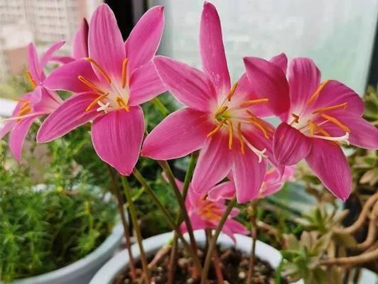 如何科学浇水风雨兰（制定科学的浇水计划）