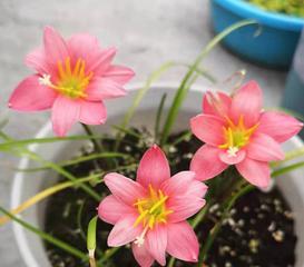 风雨兰的开花时间和养护方法（如何培养出高质量的风雨兰）