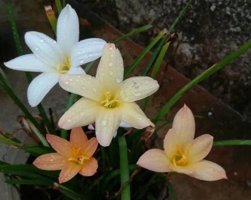 风雨兰的开花时间和养护方法（如何培养出高质量的风雨兰）