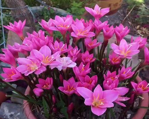 如何养护风雨兰花（让兰花开出更多的花朵）