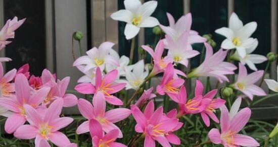 如何养护风雨兰花（让兰花开出更多的花朵）
