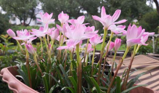 如何养护风雨兰花（让兰花开出更多的花朵）