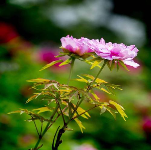 花中高贵纯洁的灵魂（探索花的美丽与意义）