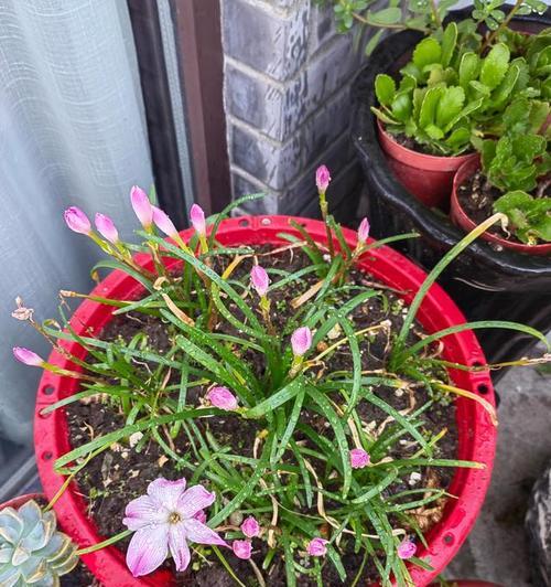 风雨兰——一场惊艳如梦的花海盛宴（入室几度）