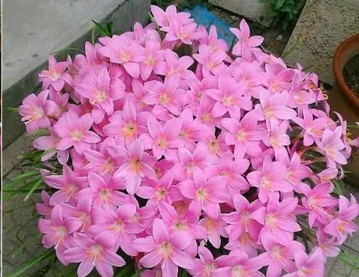 风雨兰——一场惊艳如梦的花海盛宴（入室几度）
