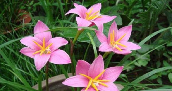 风雨兰，一年开几次花（探究风雨兰的开花时间和频率）