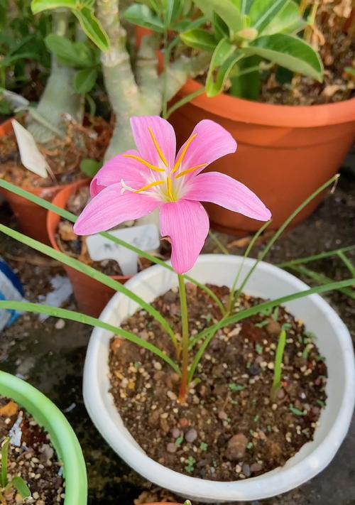 风雨兰的种植与养护（最佳种植时间和适宜温度）