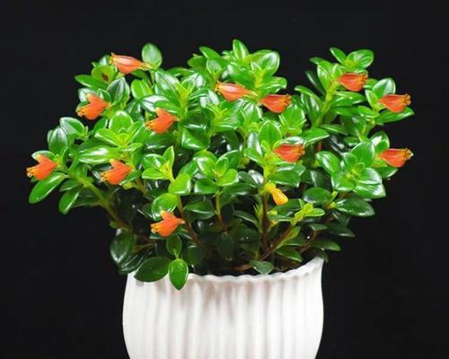 小金鱼吊兰花（以小金鱼吊兰花为例）