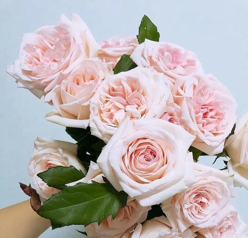 小球玫瑰花语（以小球玫瑰花为媒介）