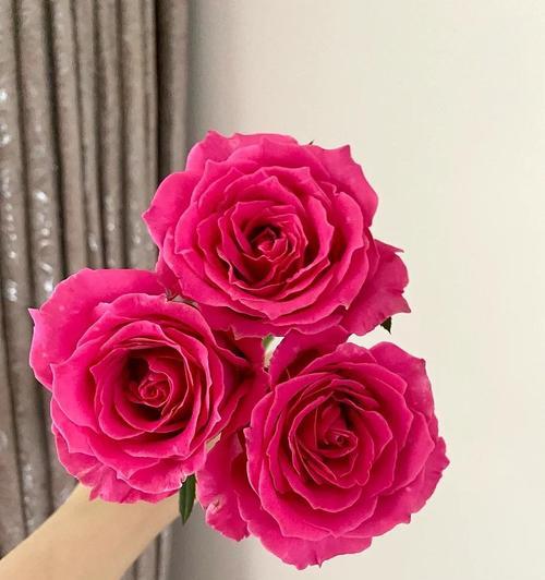 小球玫瑰花语（以小球玫瑰花为媒介）