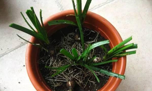 风雨兰的上盆与养护方法（做好植株更新和细心呵护）