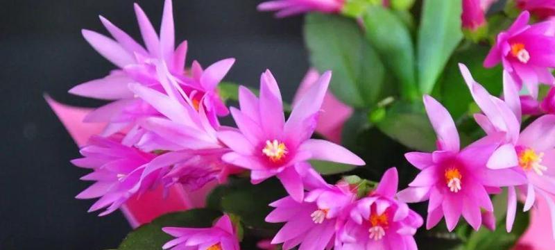 蟹爪兰（一年开几次花）