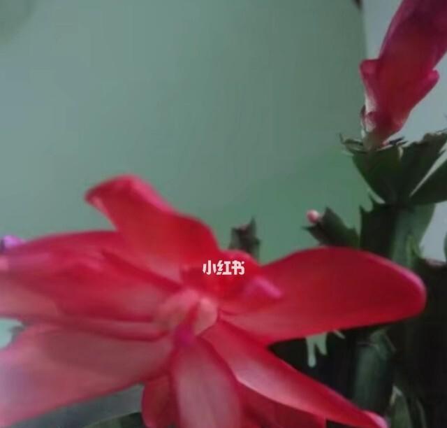 蟹爪兰（一年开几次花）