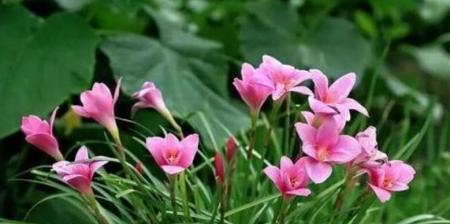风雨兰的种植方法与技巧（掌握适宜的播种时间）