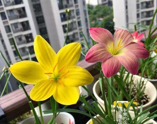 风雨兰分株技巧大揭秘（打造密密麻麻的风雨兰花丛）
