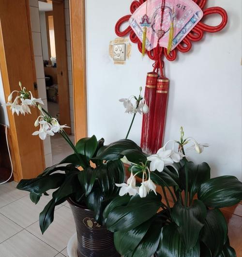 花开纯白，芳香百里——亚马逊百合的花语（探寻亚马逊百合花语的含义）