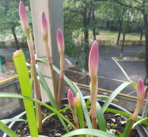 风雨兰的栽种时间和技巧（如何栽种适应性强的风雨兰）
