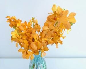 洋兰花的象征意义及文化传承（洋兰花的花语与价值观）