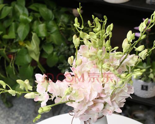 洋兰花的象征意义及文化传承（洋兰花的花语与价值观）
