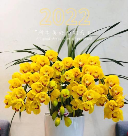 洋兰花的象征意义与作用（揭开洋兰花的神秘面纱）