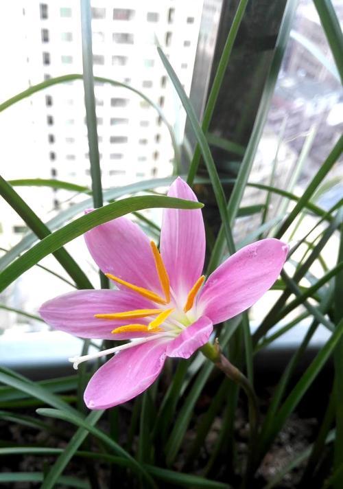 风雨兰——多年生植物的象征（探索风雨兰的生长和特性）