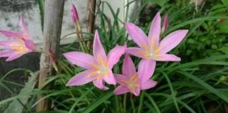风雨兰——多年生植物的象征（探索风雨兰的生长和特性）