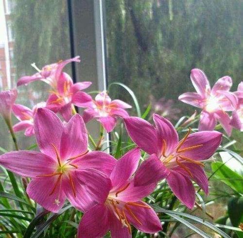 风雨兰——四季不停的开花（生命力顽强的花卉之王）