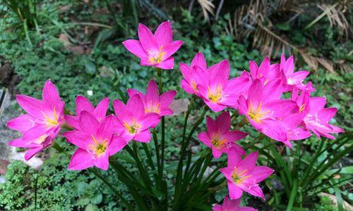 风雨兰——四季不停的开花（生命力顽强的花卉之王）