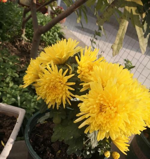 养菊花的意义及方法（探索菊花养殖的乐趣和益处）