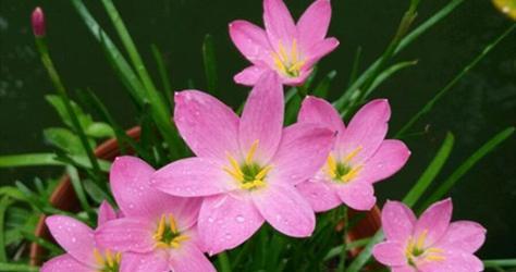 风雨兰喜阴还是喜阳（探究风雨兰的生长环境喜好与养护技巧）