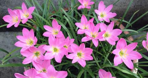 风雨兰开花特点剖析（探秘风雨兰开花周期及花期长短）