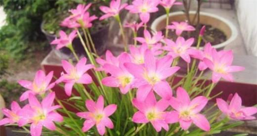 风雨兰开花特点剖析（探秘风雨兰开花周期及花期长短）