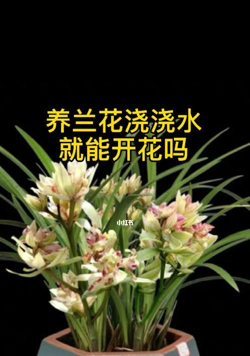 养兰花的寓意与意义（用兰花寓意传递生活哲学）