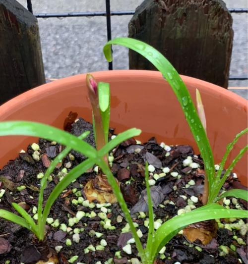 风雨兰种子的种植方法（打造私家花园）