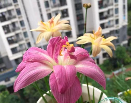 风雨兰繁殖方法与注意事项（掌握技巧）