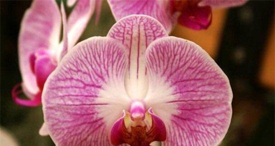 野生兰花的花语（探寻野生兰花的美与哲理）