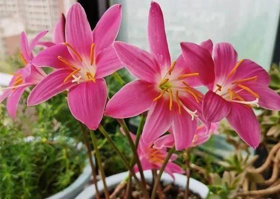 风雨兰种植技巧（如何养护风雨兰）