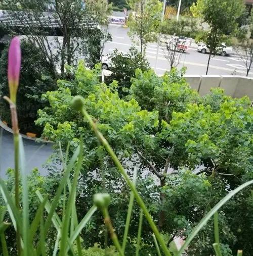 风雨兰种植技巧详解（了解种植时间和开花周期）