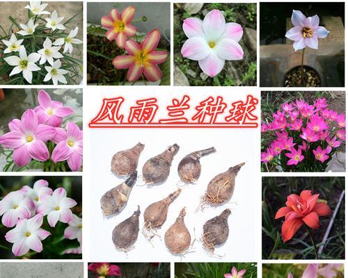 风雨兰种子播种方法（打造美丽花园的秘密武器）