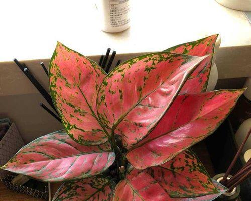 银皇后万年青花语（从银皇后万年青花到万物灵动）