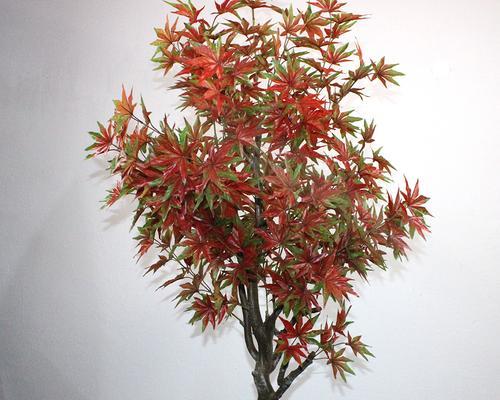 探究枫树的生长周期（从发芽到结果）
