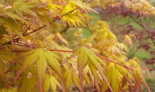 探究枫树的生长周期（从发芽到结果）