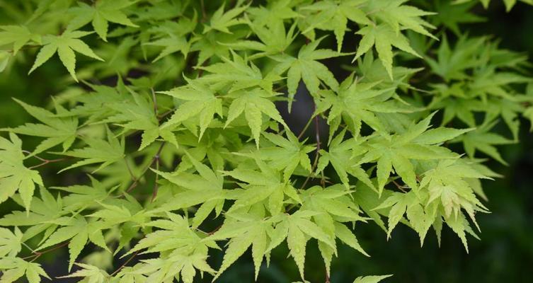 枫树叶的形状、特点及美学价值（探寻枫树叶子的神奇之美）