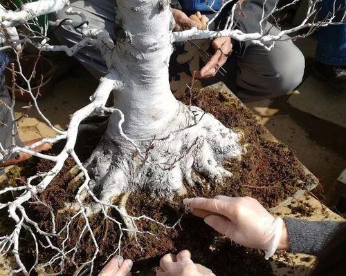 枫树的发达根系（探究枫树根系对植物生长的影响）