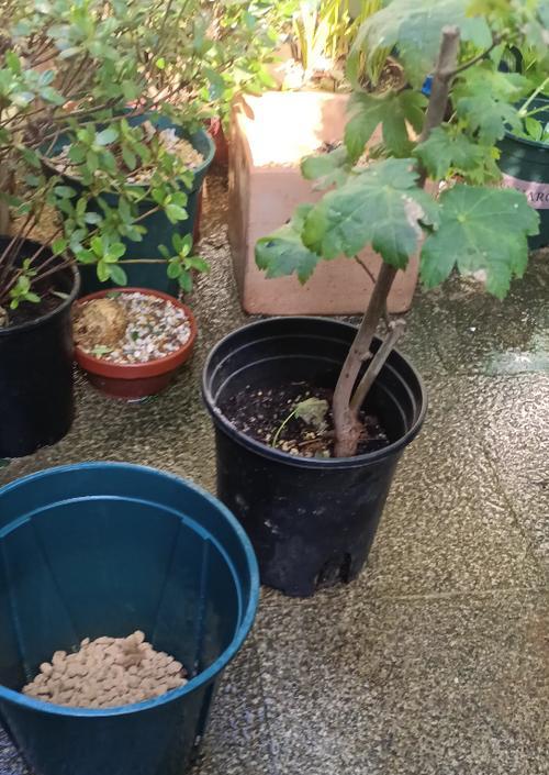 枫树换盆后浇水周期详解（正确的浇水方式能让枫树健康成长）